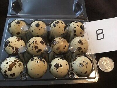 12 Blown Out Real Natural Color Coturnix Quail Eggs One Hole Easter Crafts Lot B • 18.98€