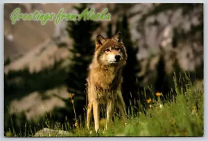 Postkarte Alaska grau Wolf Roaming Kostenlos Canis Lupus Pambasileus Grüße Alaska - Bild 1 von 2