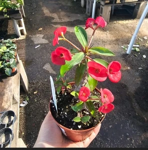 Euphorbia milii Floral Red | Pink Crown of Thorns | Euphorbia milii | 4in pot | - Picture 1 of 1