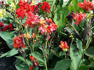 CANNA LILY SEEDS.  100 COUNT.  VARIOUS COLORS. GREAT AROUND WATER GARDENS.