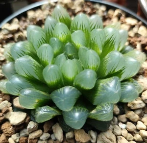 HAWORTHIA COOPERI CRISTAL 7 CM - Foto 1 di 5