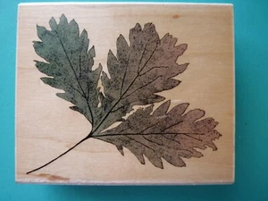 Triple Detailed Oak Leaves, Large HERO ARTS Rubber Stamp - Picture 1 of 2