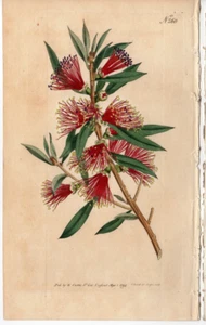 Curtis 1794 Antiker Botanischer Garten Blumendruck: Metrosideros Citrina #260 - Bild 1 von 2