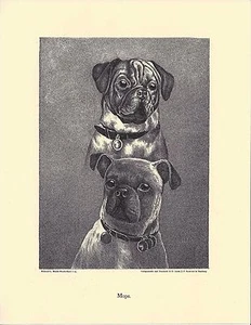 1890 Jean Bungartz Perro Arte Cabeza Estudio Impresión Reproducción PUG MOPS CARLIN CARLINO - Imagen 1 de 1