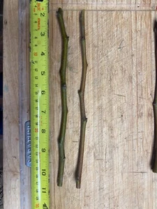 Fruit Tree Cuttings/scion Wood Apple/plum/peach/fig/cherry/mulberry - Picture 1 of 6