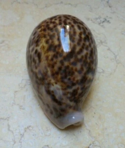 Cypraea Pantherina GEM Red Sea Shell schöne Farbe super natur glänzend F++++ 95mm - Bild 1 von 11