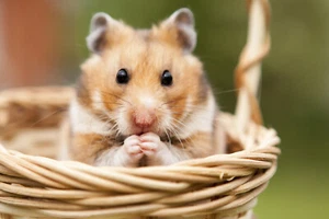 5 GRAMM HAMSTERSAMEN ZUR AUSSAAT + GESCHENK - Bild 1 von 2
