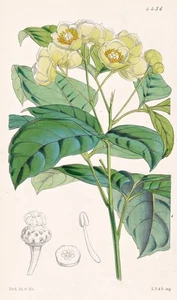 Pachystigma Pteleoides Jamaica Botany Flower Botany Lithograph Curtis 4436 - Picture 1 of 1
