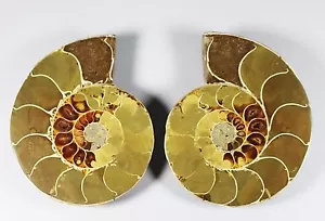 1.13lb NATURAL CUT CRETACEOUS AMMONITE FOSSIL Sliced internal SPECIMEN DISPLAY - Picture 1 of 2