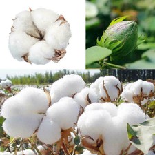 25 WHITE COTTON Gossypium Seeds Best Hot