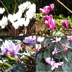 100 Samen Alpenveilchen Cyclamen hederifolium Mischung Wildalpenveilchen Saatgut - Bild 1 von 2
