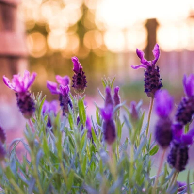 Lavandula stoechas (French Lavender) 25 to 1000 Seeds | Garden Summer Flowers UK - Image 1 of 4