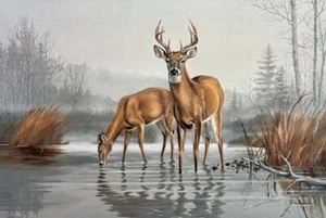 Maynard Reece Sentinel Weißschwanzhirsch (Top Zustand) S/N Litho signiert - Bild 1 von 1