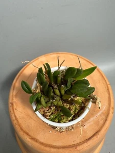 Dendrobium citrinum Nº 2 - Imagen 1 de 4