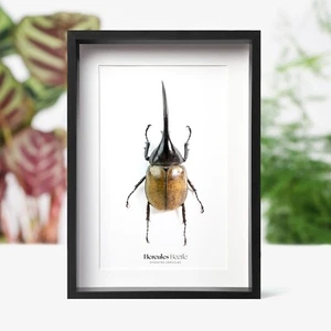 Herkules Käfer Insektenkäfer Entomologie Taxidermie Box Rahmen Wohnkultur Ornament - Bild 1 von 3