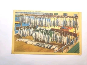 Postcard Vintage, A Good Days Catch At The Seashore c1957 A545 - Picture 1 of 3