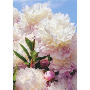 Avanti Press White and Pink Peonies Photo Closeup Sympathy Card - Picture 1 of 2