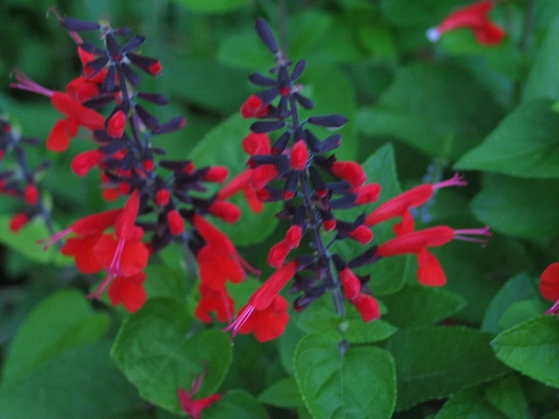 40+ HUMMINGBIRD FOREST FIRE SALVIA FLOWER SEEDS PERENNIAL DROUGHT TOLERANT SAGE - Image 1 of 1