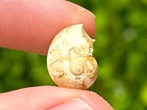 France Fossil Gastropod Natica josephina Miocene Age Naticidae French Shell - Picture 1 of 6