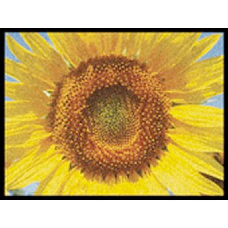 Fußmatte Schuhablage - Sonnenblume - Sunflower 45 x 60 cm Bodenmatte - Bild 1 von 3