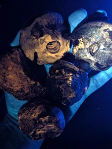 Juego de fósiles concha de almeja Exogyra Ponderosa reactiva UV, condado de Hempstead, Arkansas - Imagen 1 de 12