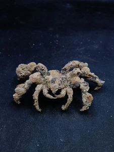Preserved camposia retusa decorator crab 92mm taxidermy. Sea shell oddity #13657 - Picture 1 of 5