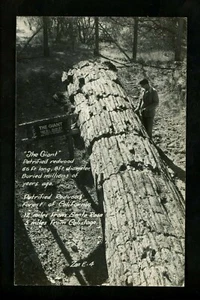 Tree real photo postcard RPPC California CA Petrified Forest Calistoga Vintage - Picture 1 of 2