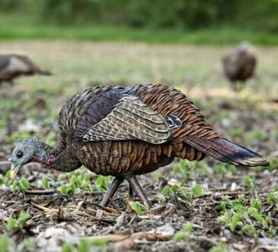 Avian-X LCD Feeder Hen Turkey Hunting Life-Like Decoy, Multi Color #AVX-AVX8007 - Image 1 of 4