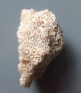 CORAL FOSSIL (CA61/242) NEW DISCOVERY Bohol, Philippines - Picture 1 of 7