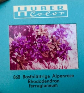 vintage 35 mm Kodak slides - Picture 1 of 3