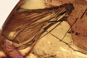 SCORPIONFLY Mecoptera Fossil Inclusion Genuine BALTIC AMBER 3.8 + HQ Pic 211111 - Bild 1 von 3
