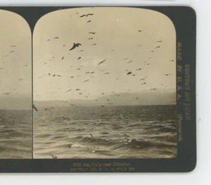 Möwen über dem Ozean bei Gibraltar J.J. Killelea Stereoview - Bild 1 von 2