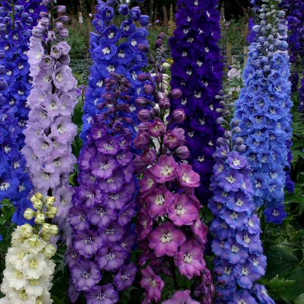 50+  DELPHINIUM  GIANT PACIFIC MIX  6 FT aka Larkspur PERENNIAL FLOWER SEEDS - Image 1 of 1