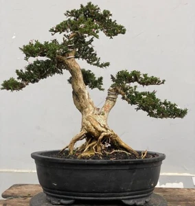 Bonsai tree || Serissa mikro || Serissa foetida || Medium size || free phyto - Picture 1 of 1