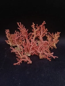 Set of 10 small natural pink corals Hamptons coast sea shell Collectors #14462 - Picture 1 of 3