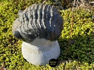Trilobite Drotops armatus with broken thorns from Morocco Devonian fossil - Picture 1 of 5