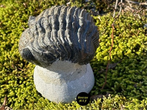 Foto 1 di 5