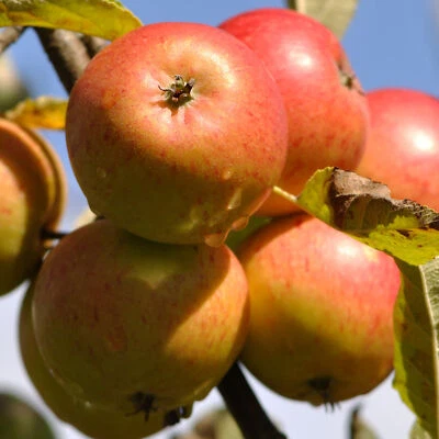 Apple Cox Orange Pippen Tree Garden Plant Patio Fruit Tree 4-5ft in 7.5L Pot - Image 1 of 4