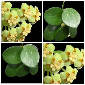Hoya Kusnoto unbewurzelter Ableger/unrooted suckers Pflanze - Picture 1 of 3