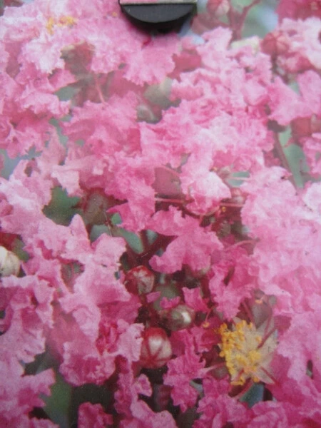 Chinesische Kräuselmyrte Lipan - Lagerstroemia Indica - Kreppmyrte - 40-60cm - Bild 1 von 1