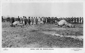 POSTCARD SUDAN BAHR - EL - GHAZAI HIPPOS - LAKE BA - Picture 1 of 2
