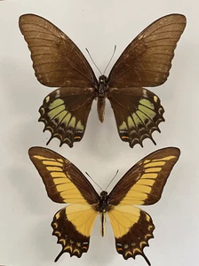PAPILIO ANDROGEUS REYESORUM (2013)***par con XL hembra**** Estado de Colima-México - Imagen 1 de 3