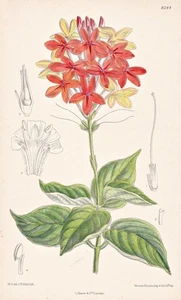 Pseudoerantemo Seticalyx África Botanik flor botánica litografía Curtis 8244 - Imagen 1 de 1