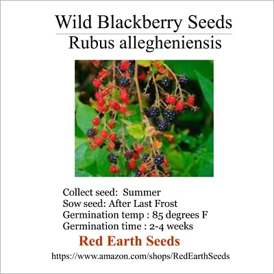 Wild BlackBerry - 20 seeds - Rubus allegheniensis - Image 1 of 3