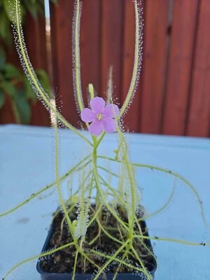 Serpientes Drosera ~ 15 semillas, rocío carnívoro Foto 1 de 3