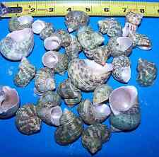 GREEN TURBO hermit crab seashell Crafts Display Sea Shells 13pc ITEM # 1050-13