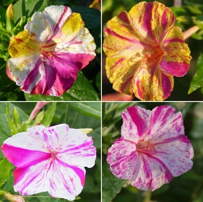 50 Samen Wunderblume Mirabilis jalapa buntes Farbenspiel - Bild 1 von 3