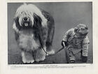 OLD ENGLISH SHEEPDOG SMALL BOY AND NAMED CHAMPION DOG OLD ORIGINAL 1934 PRINT