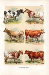 1899 MARTIN CHROMO cow breed: dutch, simmenthaler, yorkshire, triesdorfer cattle - Picture 1 of 3