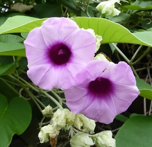 SAMEN Hawaiianische Holzrose ELEFANTEN-WINDE farbenfrohe Pflanzkübel Veranda - Bild 1 von 1